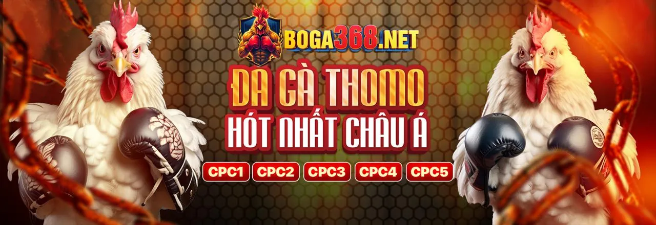 Trận đấu đá gà trực tuyến kịch tính tại Sinbet trên banca90, với hình ảnh sắc nét và cược đa dạng.